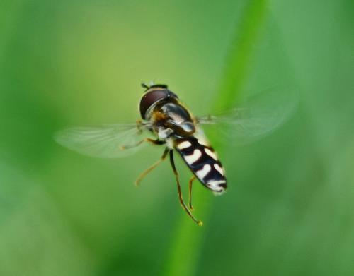 Réf. 315 620 : Scaeva pyrastri